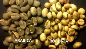 Mengenal Perbedaan Kopi Arabika dan Kopi Robusta