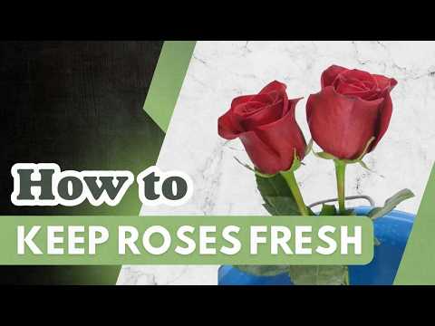 Gifting Green: The Most Effective Valentine's Day Plants And Flowers For Men Gifting Green: The Most Effective Valentine's Day Plants And Flowers For Men