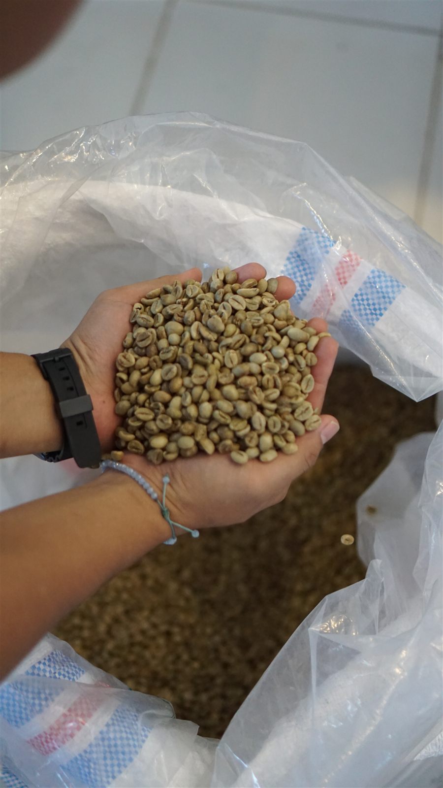 Green bean arabika pilihan di gudang Kopi Komplit Nusantara